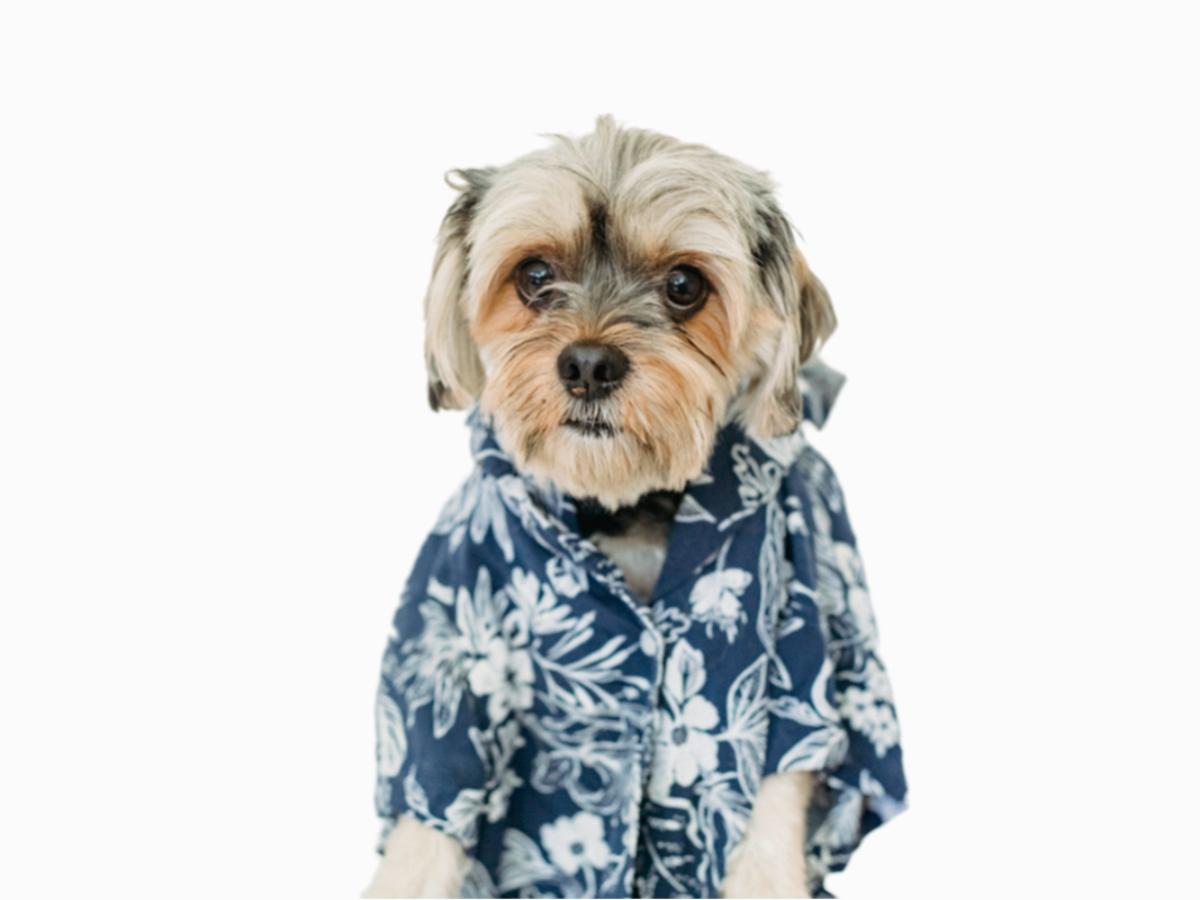 Рубашка для собак "Snoopy doggy"