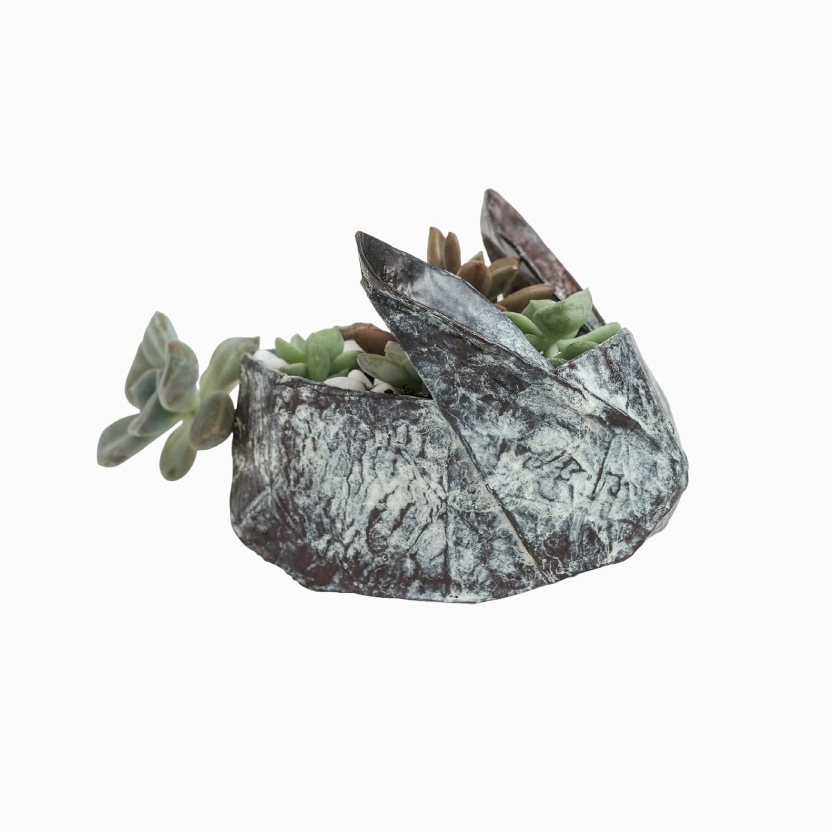 Мини-бонсай